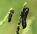 First and Second Instar Larvae