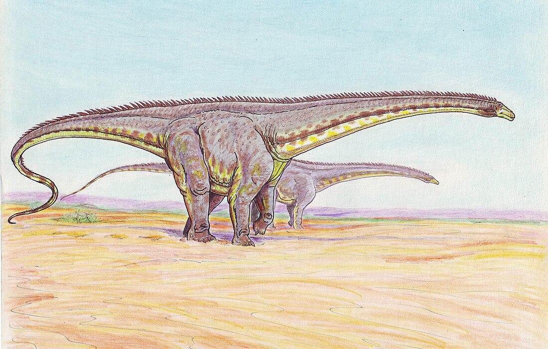 Diplodocus longus