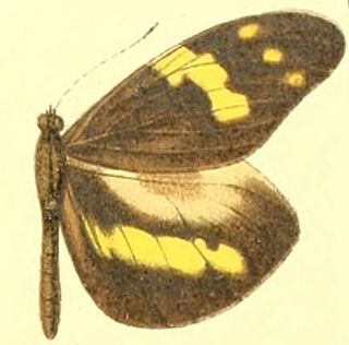 <i>Dismorphia arcadia</i> Species of butterfly
