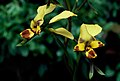 Diuris platichila