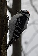 Downy Woodpecker Dryobates pubescens in Cambridge, Ontario, Canada.