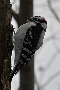 Downy Woodpecker (Dryobates pubescens)