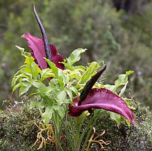 Voodoo lily (Dracunculus vulgaris) Dracunculus vulgaris LC0044-3.jpg