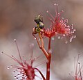 Drosera peltata subsp. auriculata Wild plant from Tasmania, Australia