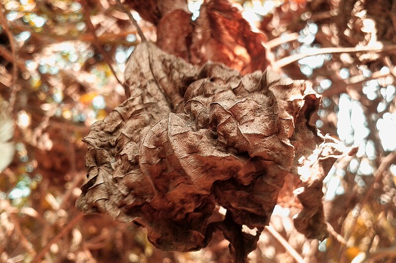 File:Dry leaves at Agrabad (01).jpg