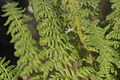 Dryopteris villarii