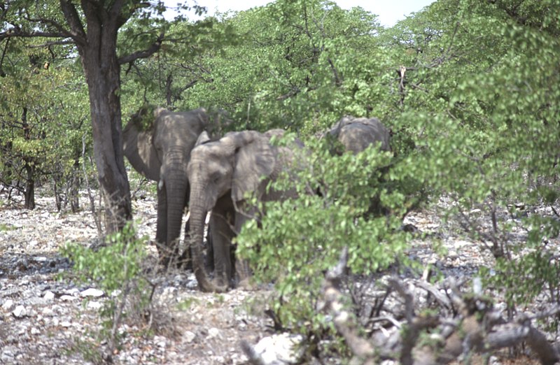 File:Dunst Etosha Oct 2002 slide217.jpg