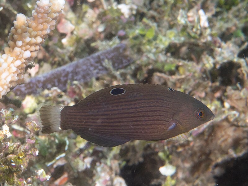 File:Dusky wrasse (Halichoeres marginatus).jpg