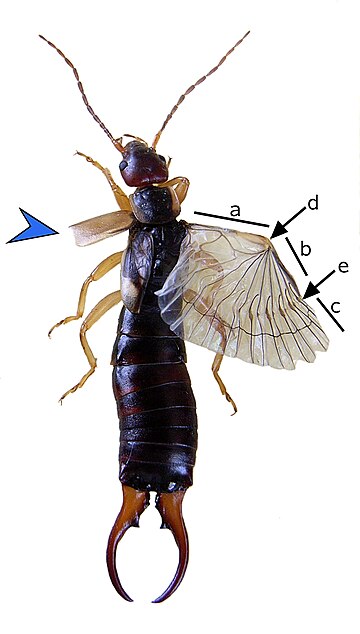 File:Earwig wing2.jpg