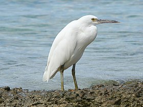 Eastern Reef Egret.jpg