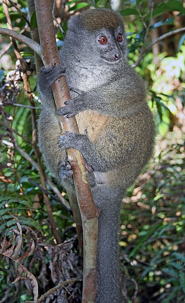 File:Eastern lesser bamboo lemur.jpg