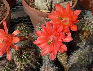 Echinocereus polyacanthus subsp.  huitcholensis