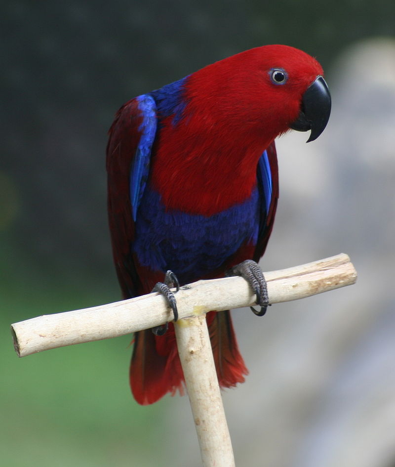 Благородный зелёно-красный попугай — Википедия