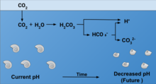 Effect of Ocean Acidification on Calcification Effect of Ocean Acidification on Calcification.png