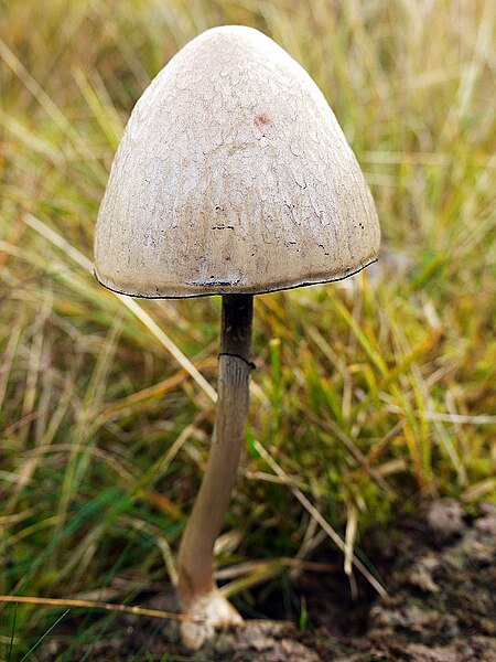 File:Egghead Mottlegill (Panaeolus semiovatus) - geograph.org.uk - 2650615.jpg