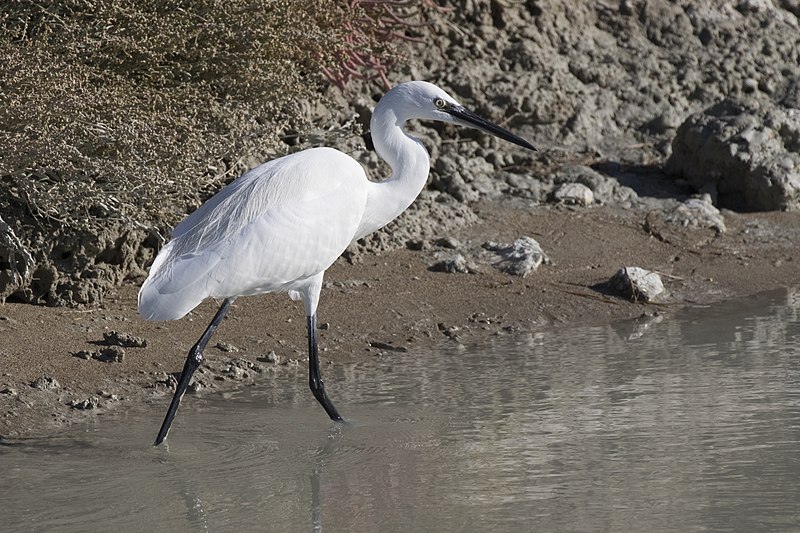 File:Egretta garzetta - Little Egret, Mersin 2016-11-19 01-1.jpg