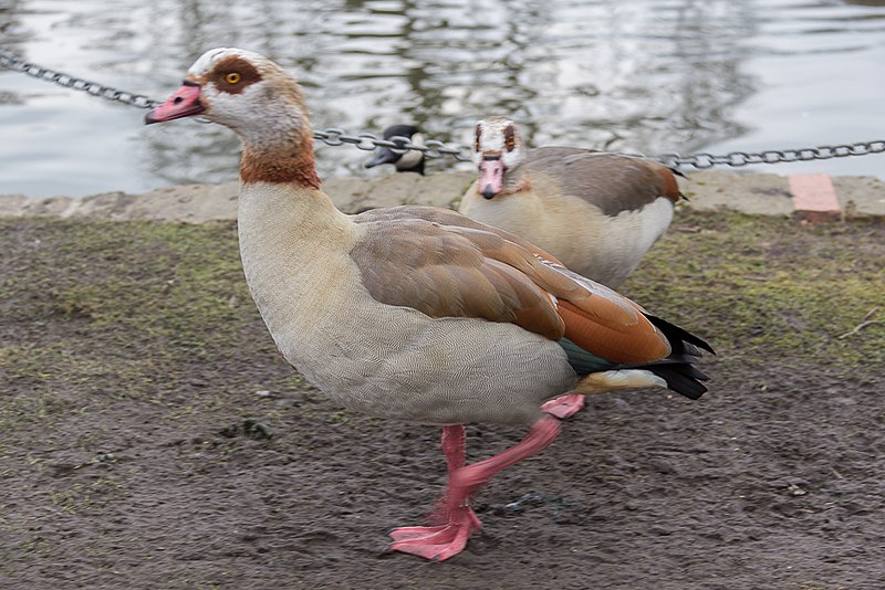 File:Egyptian Geese, Broomfield Park, London N13 - geograph.org.uk - 3404393.jpg