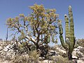 Baja California Desert, Cataviña region, Baja California, México / Desierto de Baja California, región de Cataviña, Baja California, México