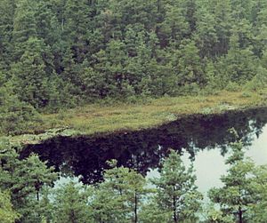 Ulna Pond-Rhode Island-bolkruĉhole.jpeg