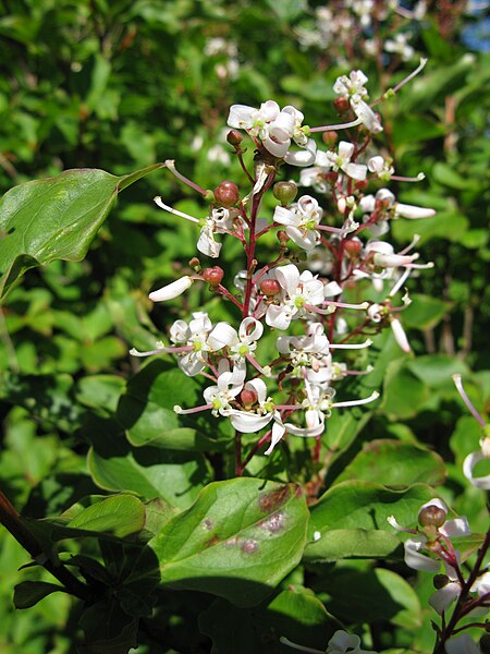 Elliottia paniculata