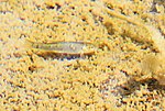 صورة مصغرة لـ سمكة وادي الوريعة