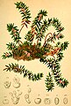 Empetrum nigrum Atlas Alpenflora.jpg