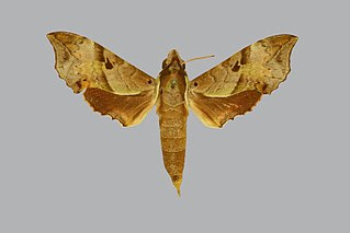 <i>Enpinanga vigens</i> Species of moth