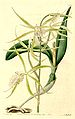 Epidendrum ciliare plate 784 in: The Botanical Register (Orchidaceae), vol. 10, (1824)