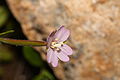 Epilobium clavatum