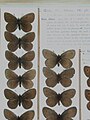 Museum specimens. Erebia oeme Langham and Wheeler collection.Ulster Museum.