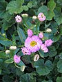 Erigeron 'Pink Jewel', Przymiotno ogrodowe, 2019-06-09