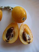 果実の断面。中央に大きな褐色の種子が数個あり、可食部となる果肉部は3割ほどである。
