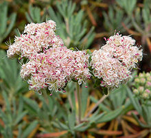 Eriogonum arborescens 3.jpg