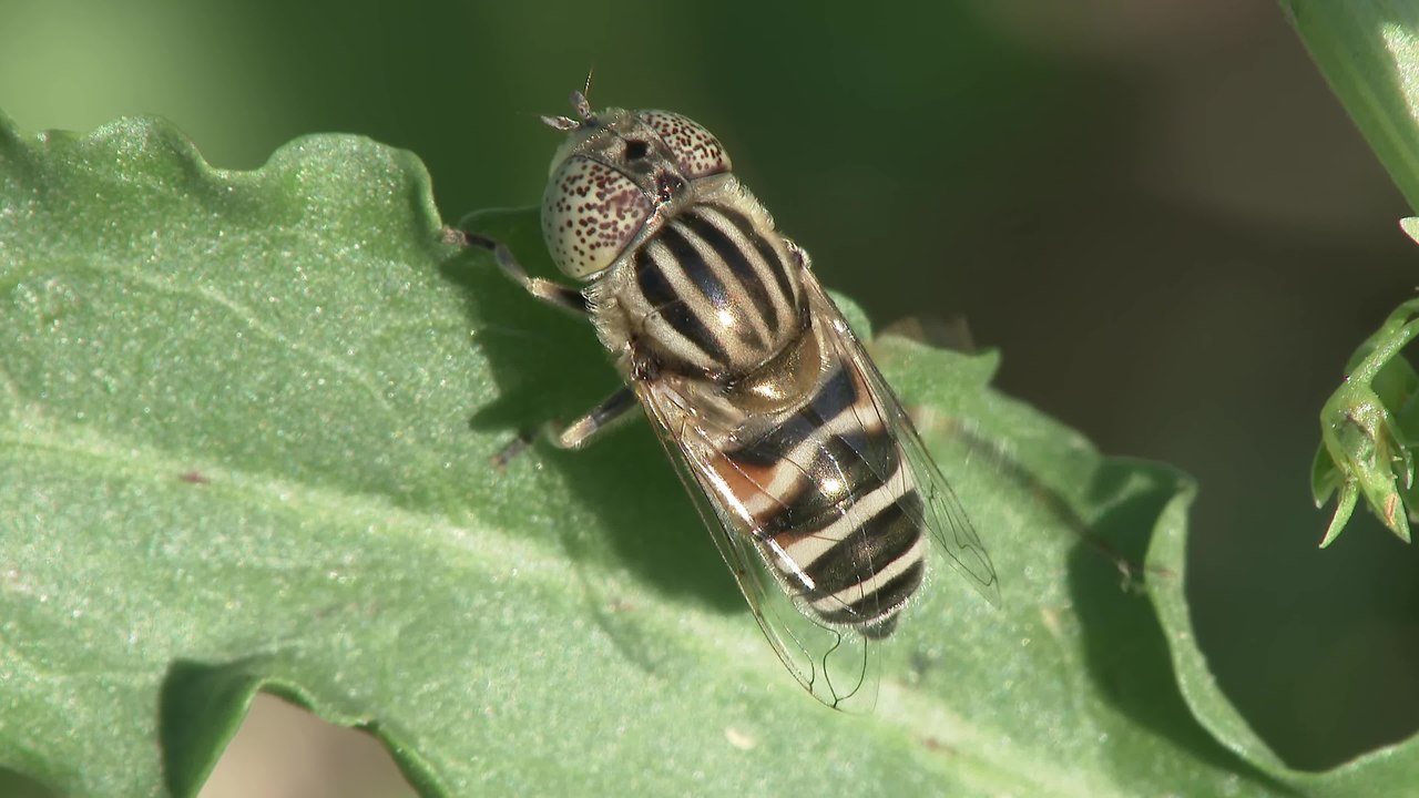 upload.wikimedia.org/wikipedia/commons/thumb/8/87/Eristalinus_-_2017-02-27.webm/1280px--Eristalinus_-_2017-02-27.webm.jpg