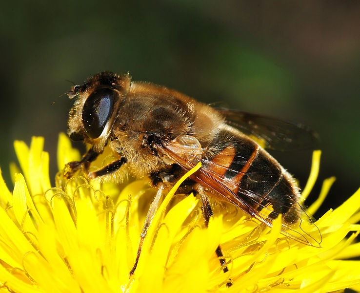 File:Eristalis November 2007-2.jpg