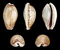 * Nomination Shell of a Lined-lip Cowry, Erosaria labrolineata --Llez 05:16, 4 August 2012 (UTC) * Promotion QI for me. --JLPC 08:14, 4 August 2012 (UTC)