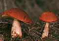 Leccinum aurantiacum Fam. Boletaceae