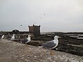 تعد سقالة المرسى وجزر الصويرة وطيور النورس معالم بارزة لميناء الصويرة منذ عقود.