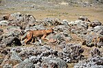 Thumbnail for File:Ethiopian Wolf (16314536276).jpg