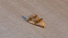 Eublemma minima - abadiy bud moth (10095143716) .jpg