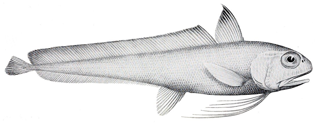 Euclichthys polynemus