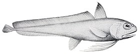 Euclichthys polynemus1.jpg