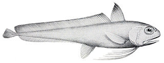 <span class="mw-page-title-main">Eucla cod</span> Species of fish