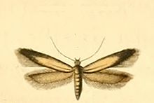 Eulamprotes unicolorella.jpg 