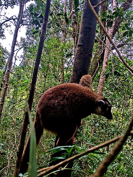 File:Eulemur fulvus de Mandraka.jpg