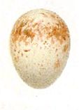 Egg EumyiasAlbicaudataEgg.jpg