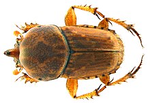 Euoniticellus intermedius Reiche, 1849 männlich (3774948605) .jpg