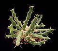 Miniatura para Euphorbia laikipiensis