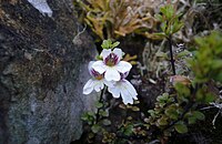 Euphrasia cuneata