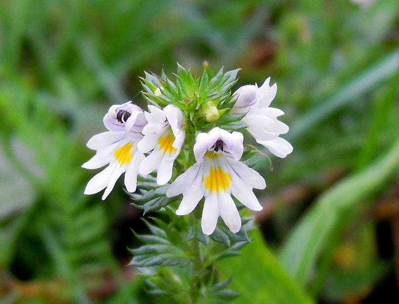 File:Euphrasia stricta (Larvik).JPG